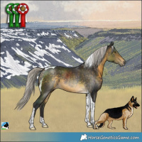 Horse Color:Silver Buckskin Tobiano Rabicano 