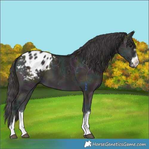 Horse Color:Midnight Grullo Ice Onyx Appaloosa 