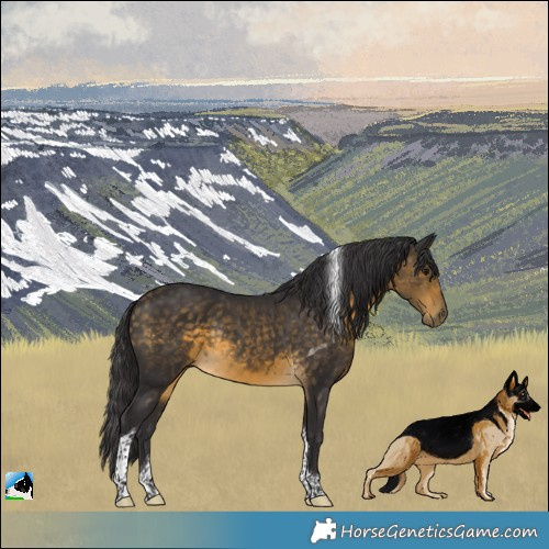 Horse Color:Buckskin Tobiano Rabicano