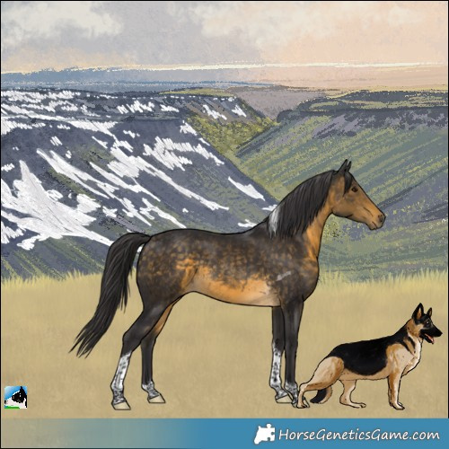 Horse Color:Buckskin Tobiano Rabicano 