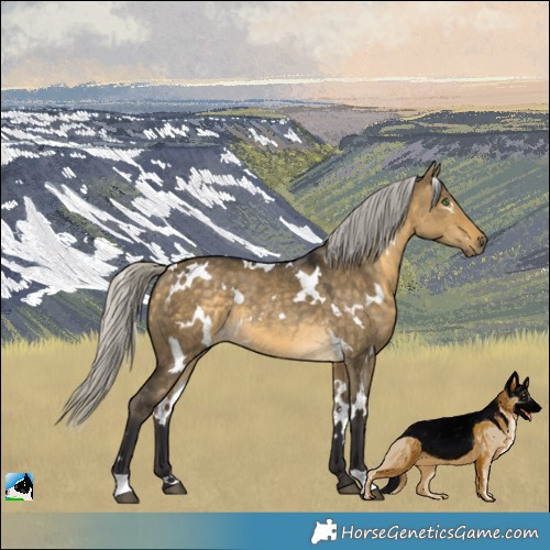 Horse Color:White Spotted Silver Buckskin Dun Rabicano 