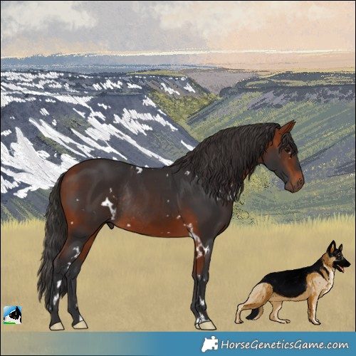 Horse Color:White Spotted Bay Rabicano