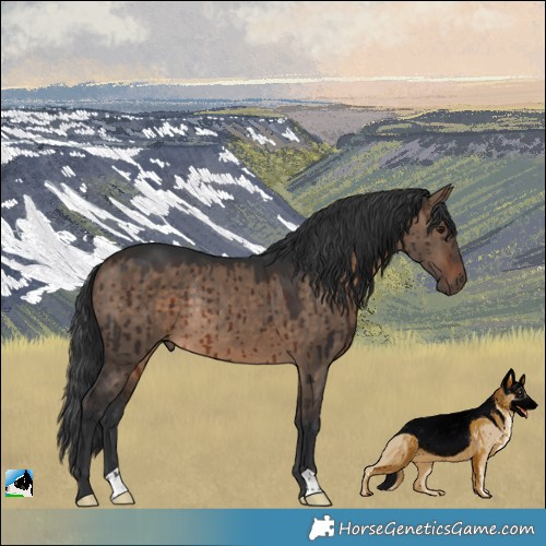 Horse Color:Brown Dun Rabicano Brindle 