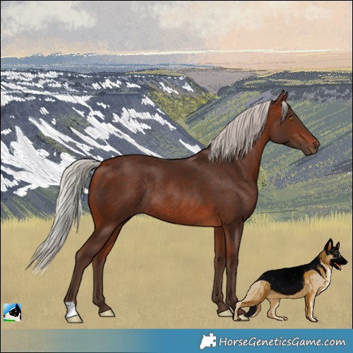 Horse Color:Silver Bay Rabicano 