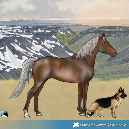 Horse Color:Silver Bay Rabicano 