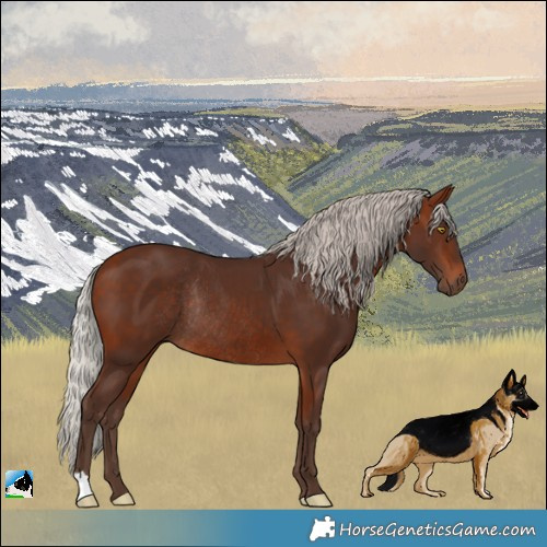 Horse Color:Silver Bay Rabicano 