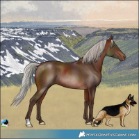 Horse Color:Silver Bay Rabicano 