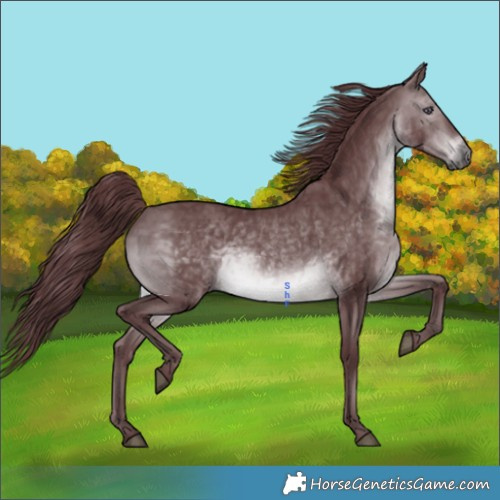 Horse Color:Chocolate Brown Chinchilla 