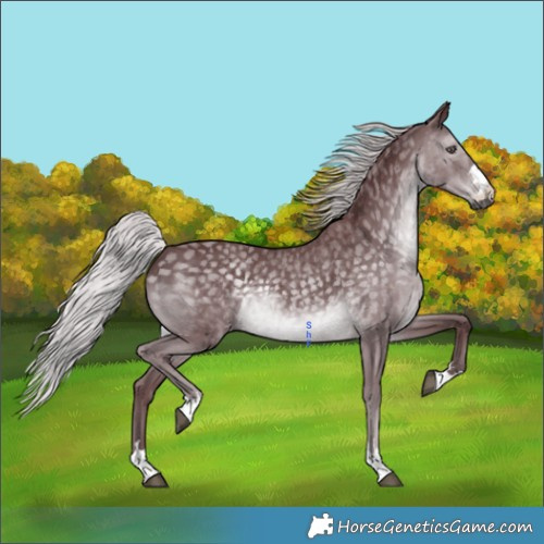 Horse Color:Chocolate Silver Black Chinchilla 