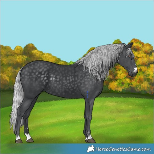 Horse Color:Silver Black Chinchilla 