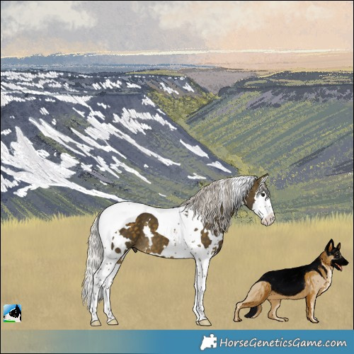 Horse Color:White Spotted Silver Buckskin Splash Tobiano 