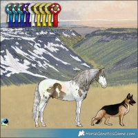 Horse Color:White Spotted Silver Buckskin Splash Tobiano 