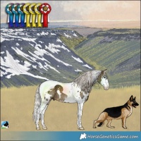 Horse Color:White Spotted Silver Buckskin Splash Tobiano