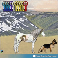 Horse Color:White Spotted Silver Buckskin Splash Tobiano 