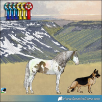 Horse Color:White Spotted Silver Buckskin Splash Tobiano 