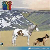 Horse Color:White Spotted Silver Buckskin Splash Tobiano