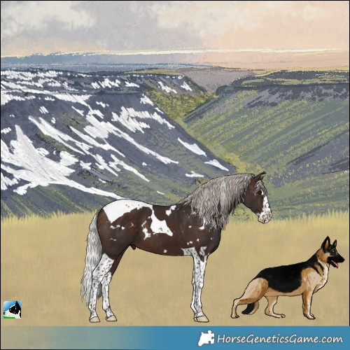 Horse Color:White Spotted Silver Brown Splash Tobiano 