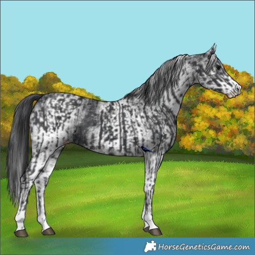 Horse Color:Black  and White Spotted Black 