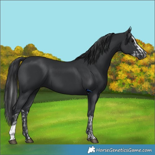 Horse Color:Black Splash  and Black 
