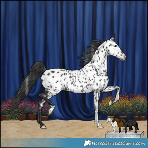 Horse Color:Black Appaloosa Rabicano 