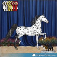 Horse Color:Black Appaloosa Rabicano 