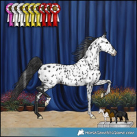 Horse Color:Black Appaloosa Rabicano