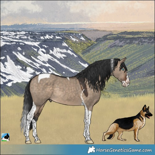 Horse Color:Brown Dun Splash Tobiano Rabicano 