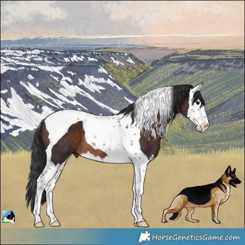 Horse Color:Bay Splash Tobiano Rabicano