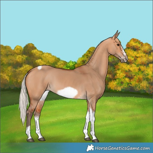 Horse Color:Silver Bay Dun Sabino Tobiano Frame Rabicano