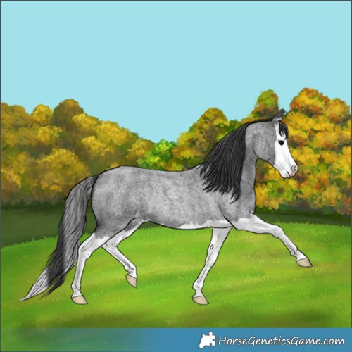 Horse Color:Blue Roan Splash Skewed Appaloosa Rabicano 