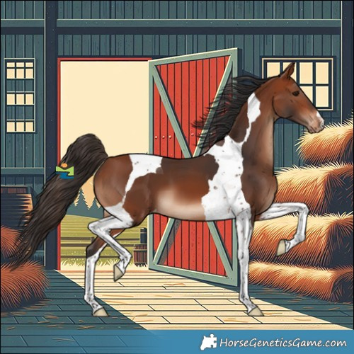 Horse Color:Bay Tobiano Appaloosa 