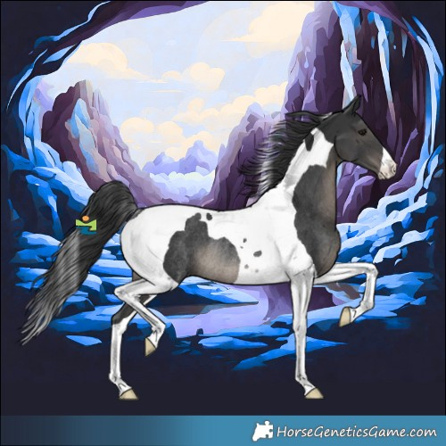 Horse Color:Black Tobiano Rabicano