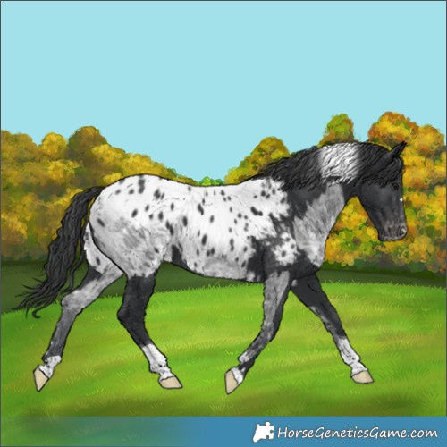 Horse Color:Blue Ice Roan Appaloosa  and Black Tobiano Appaloosa 