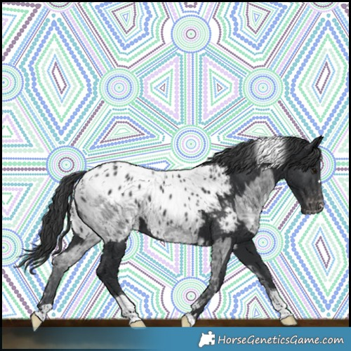 Horse Color:Blue Ice Roan Blanket  and Black Tobiano Blanket 