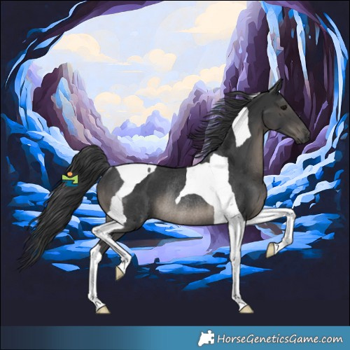 Horse Color:Black Tobiano Rabicano 