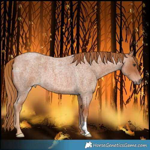 Horse Color:Red Roan 