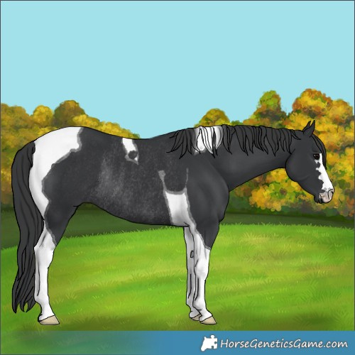 Horse Color:Black Tobiano Rabicano 