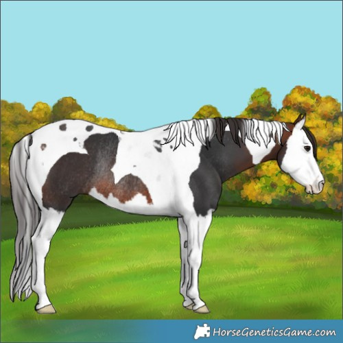 Horse Color:Bay Splash Tobiano Rabicano 
