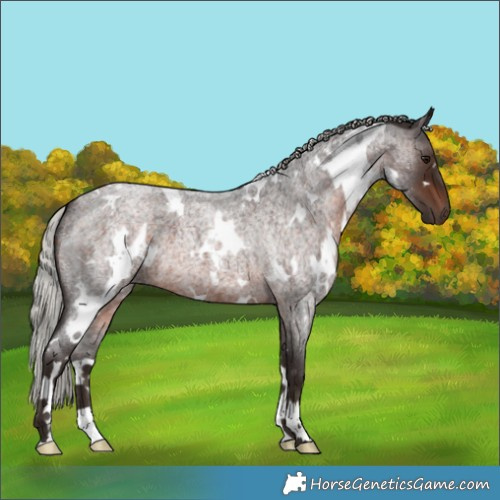 Horse Color:White Spotted Silver Brown Roan