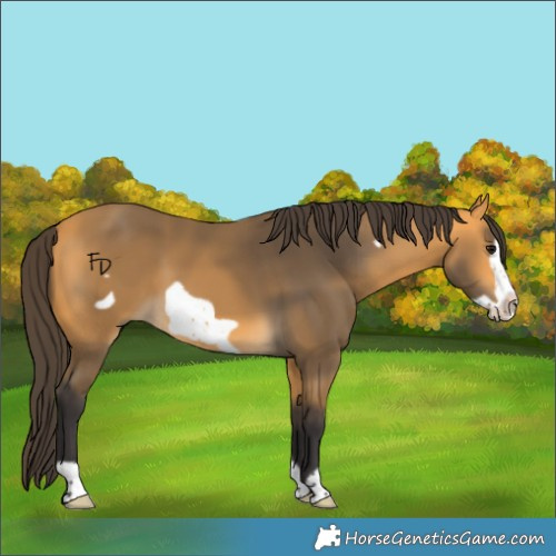 Horse Color:Buckskin Frame 