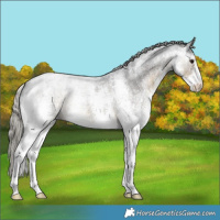 Horse Color:White Spotted Silver Smoky Blue Roan 