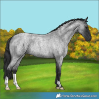 Horse Color:Blue Roan