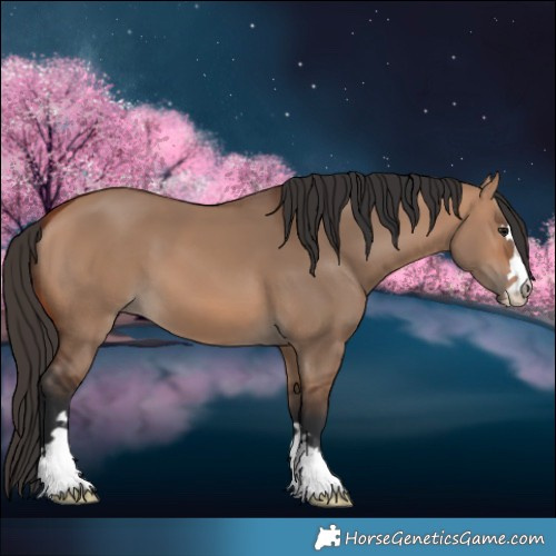 Horse Color:Bay Dun
