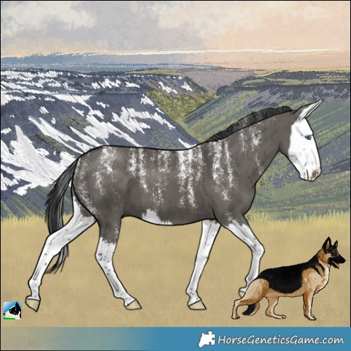 Horse Color:Powder White Grullo Sabino Splash Brindle 