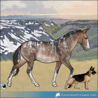 Horse Color:Powder White Bay Dun Rabicano Brindle