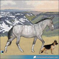 Horse Color:Powder White Grullo Roan