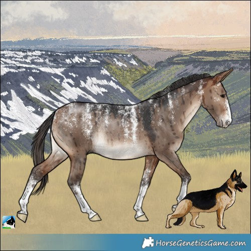 Horse Color:Powder White Bay Dun Rabicano Brindle 