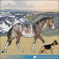 Horse Color:Powder White Bay Dun Rabicano Brindle