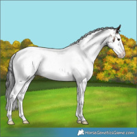 Horse Color:White Spotted Brown Splash 