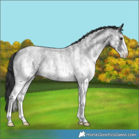 Horse Color:White Spotted Blue Roan